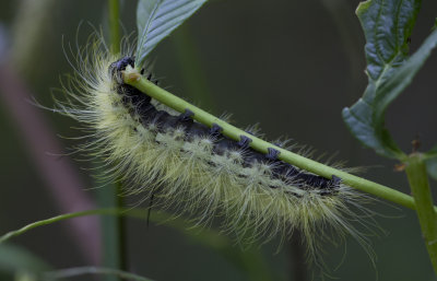 caterpillar.JPG