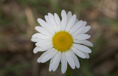 Daisy 2.JPG