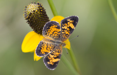 Pearl Crescent.JPG