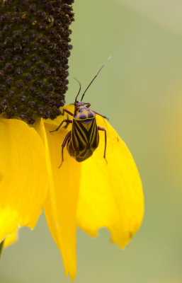 tiny beetle on flower 1.JPG