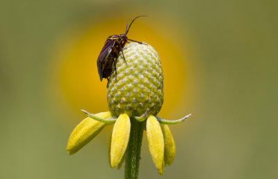 tiny beetle on flower.JPG