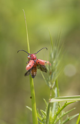 Red Milkweed Beetle 2.JPG
