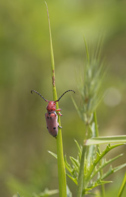 Red Milkweed Beetle 1.JPG