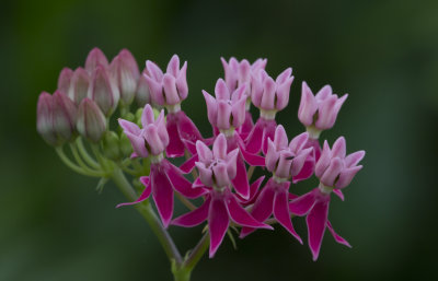 Red Milkweed.JPG