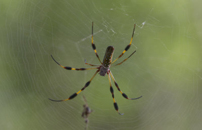 Goldensilk Spider.JPG
