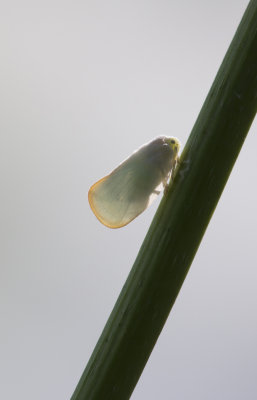 Plant Hopper.JPG