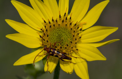 Longhorn Flower Beetle.JPG