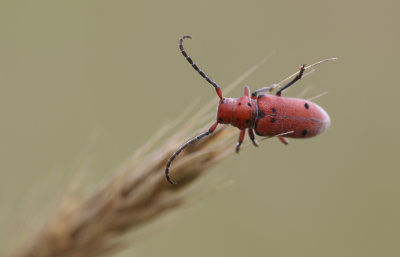 Red Milkweed Beetle.JPG