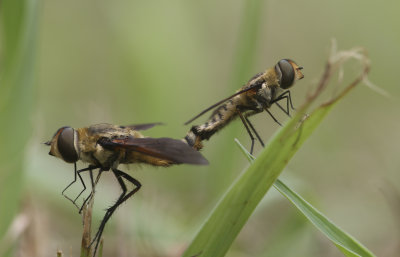 mating flies.JPG