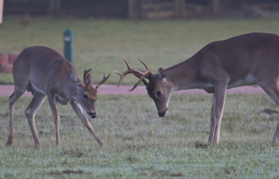 sparring_bucks