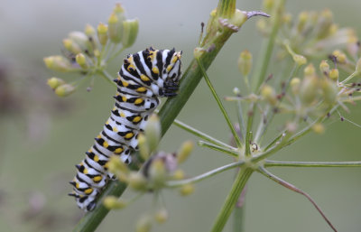 Black Swallowtail caterpillar.JPG