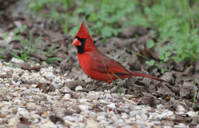 cardinal.JPG