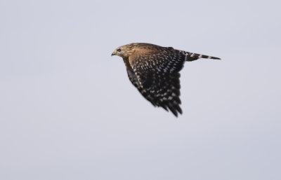 Red-shouldered Hawk 1.JPG