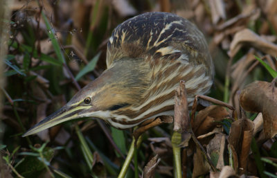 American Bittern 2.JPG