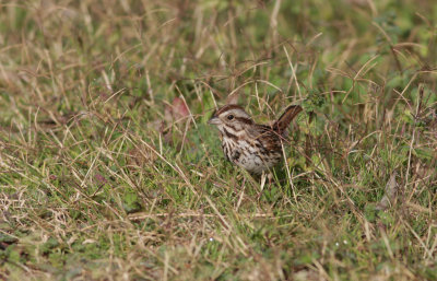 Song Sparrow 2.JPG