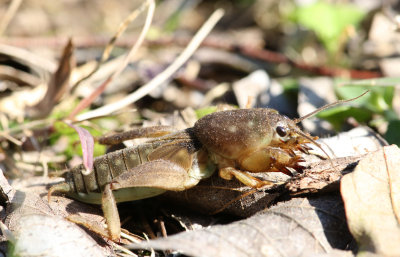 Southern Mole Cricket.JPG