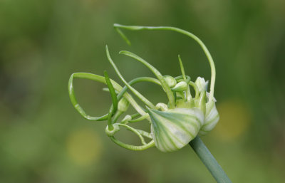 Wild Onion.JPG