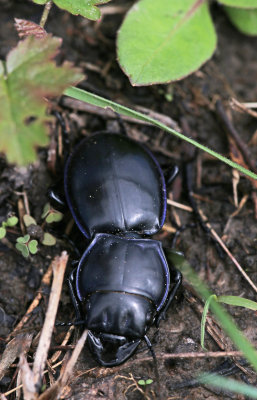 warrior beetle 2.JPG