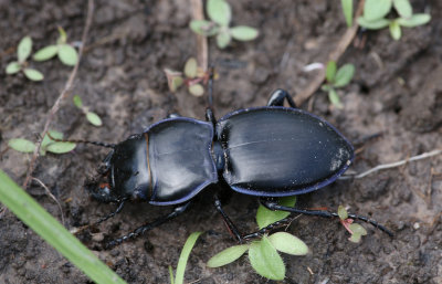 warrior beetle 1.JPG