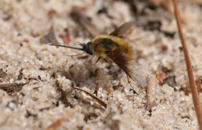 Bee Fly.jpg