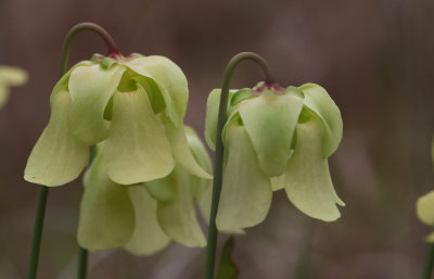 Pitcher Plant bloom.jpg