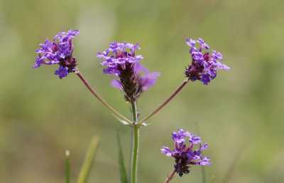 Verbena 1.jpg