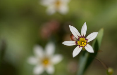 Annual Blue-eyed Grass.jpg