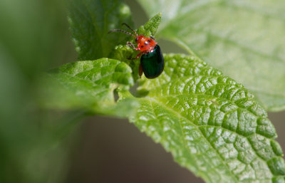 tiny Beetle.jpg