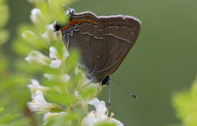 Northern Oak Hairstreak.jpg