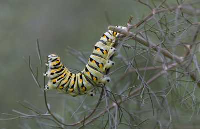 Black Swallowtail caterpillar 1.jpg