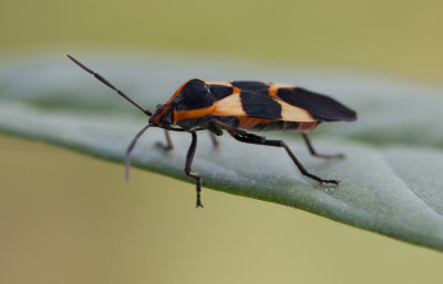 Milkweed bug.jpg