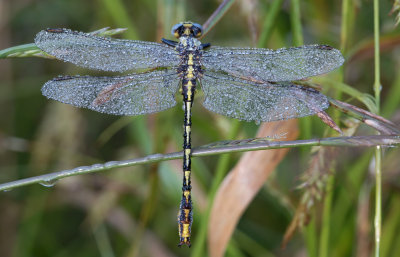 dew on dragonfly.jpg