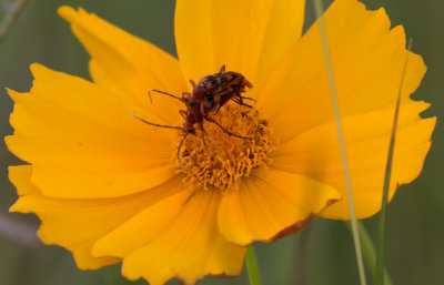 Flower Longhorn beetle 2.jpg