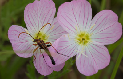 Flower Longhorn beetle 1.jpg