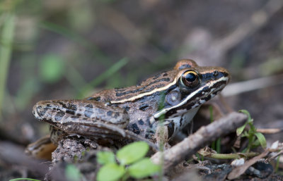 Southern Leopard Frog.jpg