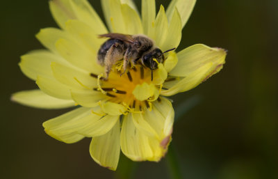 bee in flower.jpg