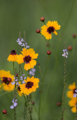 wildflowers.jpg