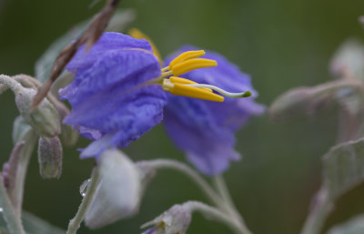 Silver-leafed Nightshade.jpg