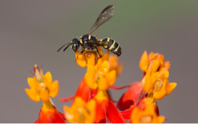 Mason Wasp.jpg