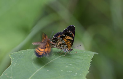 Silvery Checkerspot.jpg