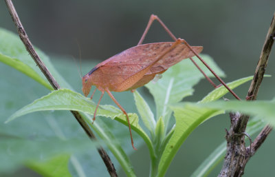 brown Katydid.jpg