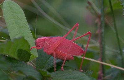 red Katydid 1.jpg