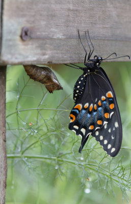 Black Swallowtail 4.jpg