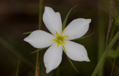 white Meadow Pink.jpg