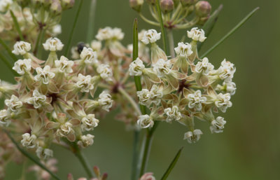 Whoreled Milkweed.jpg