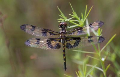 Banded Pennant imt male.jpg