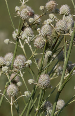 Rattlesnake Master.jpg