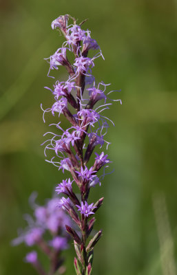 Liatris.jpg