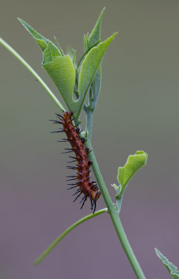 Gulf Fritillary caterpillar.jpg