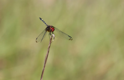LM 08.jpg